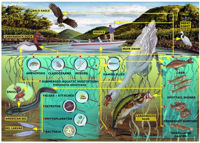3. Biocoenosis (synonyms -Biotic community, Biological community, and Ecological community) A biocoenosis describes all the interacting organisms living together in a specific habitat.