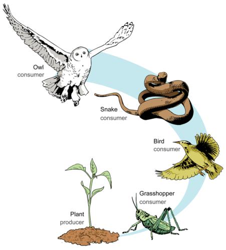 This complicated interaction is known as a food web, where a single path through the web can be called a food chain.