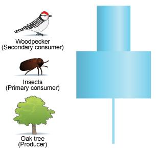 uk/bitesize/quiz/q39312979) As a single tree can support many organisms, this food chain produces an unbalanced