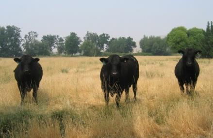environment, feed resources and market specifications. Heterosis Heterosis refers to the superiority of the crossbred animal relative to the average of its straight bred parents.