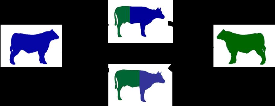 Figure 3. Two breed Rotation produced by the rotational mating must be kept to maintain herd numbers.