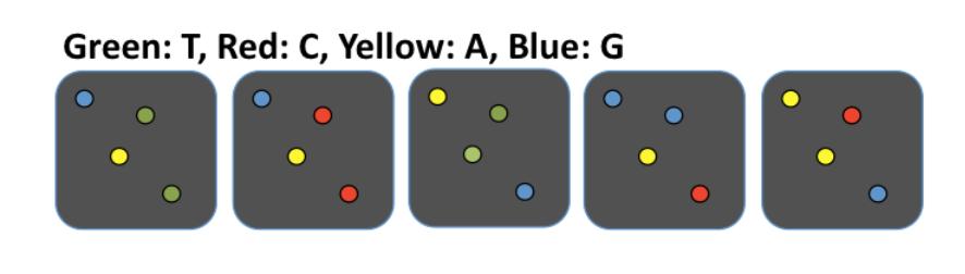 Question In the figure above each coloured spot represents a spot on the flow cell where millions of identical DNA templates are
