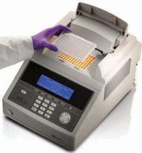 P C R olymerase hain eaction PCR