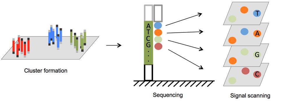Sequencing by synthesis