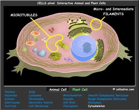 1. All organisms are made of cells