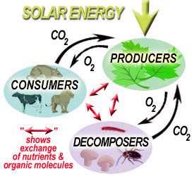 Energy in an ecosystem is transferred