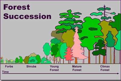 Why does succession happen?