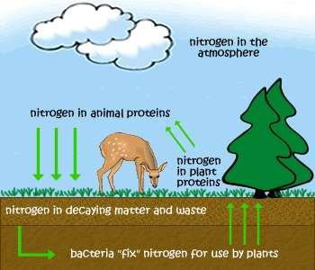 Step #5 When plants & animals die, the nitrogen in them is released back into the atmosphere as a gas