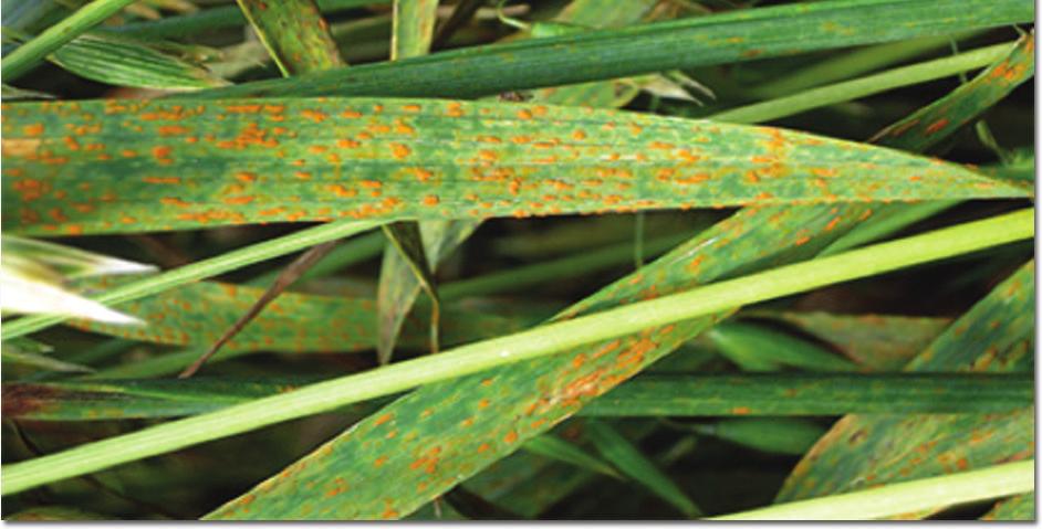 INSECTS & DISEASES Monitoring disease pressure is just as important in oats as any other crop. A handful of diseases bring about the largest share for concern.