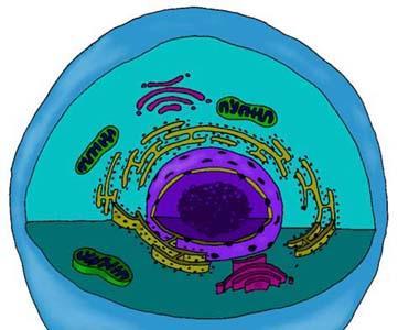 A. ARE MADE UP OF CELLS 3.Uni-cellular: i. Single Cell ii.