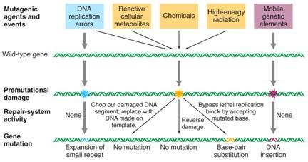 Specialized forms of mutation include expansion of trinucleotide repeats and insertion of transposable elements.