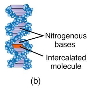 Molecular mechanism (2) Intercalating 