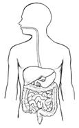 Disruption of the Gut Microbiome Can Lead to
