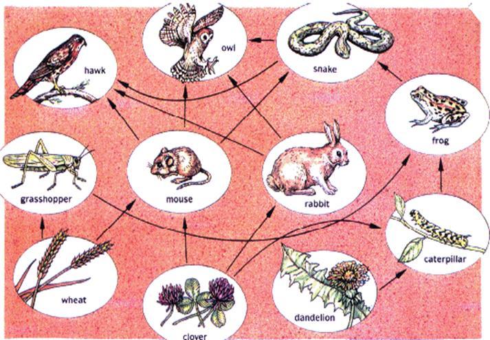 from get their energy from Only is transferred up through the tropic levels, the other is transferred into the or used for life functions (digestion) Explain why a food web is better to use than