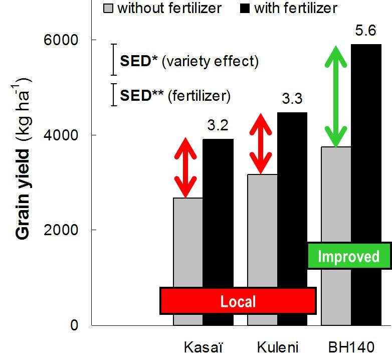 Fertilizer works (and interacts with improved varieties) FAO fertilizer program (FAO, 1989) : Average response of 750 kg