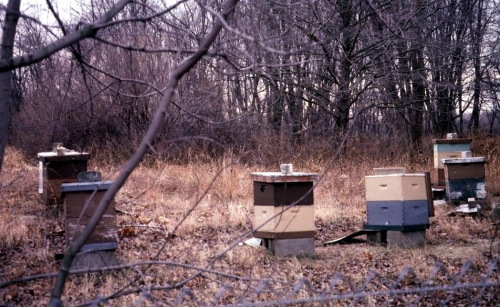 Fall activity w/ weak colonies take colony losses in fall Split Bolster = bees &/or stores Equalize equalize Combine Weak Hives Feeding After medication is