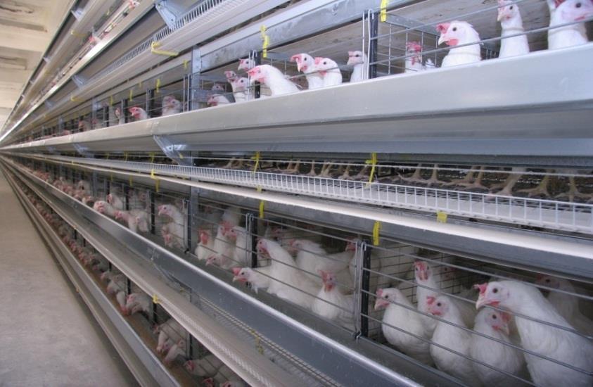 AGROINDUSTRY Предложения по инвестициям Poultry farm Construction of the poultry farm with meat-oriented line Project cost 12 million $ Project implementation period 2016-2017 Purpose of the project