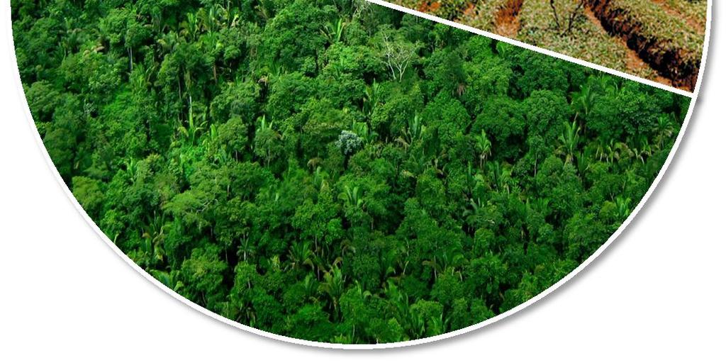 Degraded pasture 100 million hectares Native forest & other 597