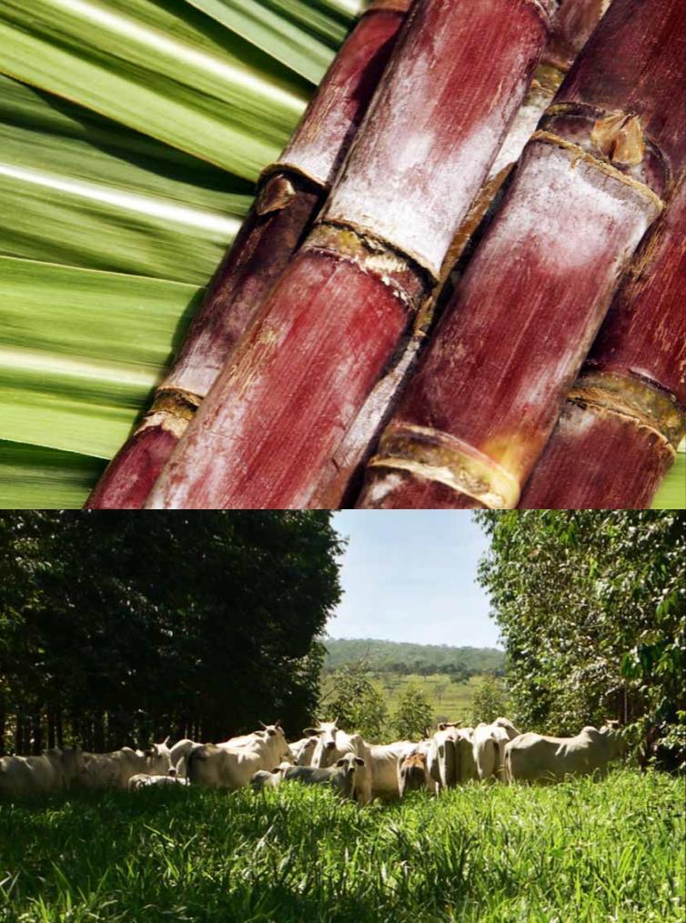 America Sugarcane