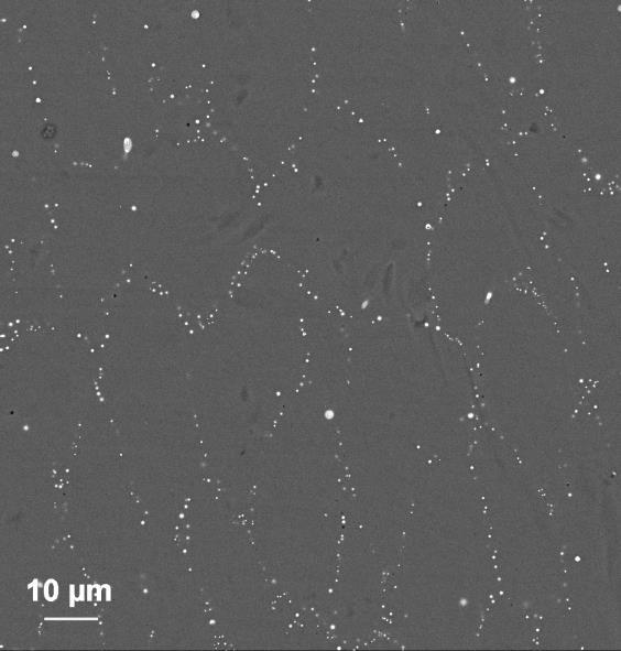 particles coarse (up to µm scale),
