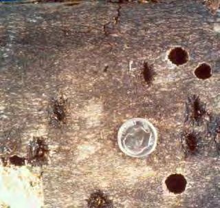Insect Frass - coarse sawdust often