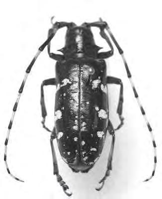 ALB Beetles - the presence of adult beetles.