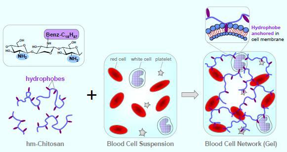 HM-chitosan can convert blood to a gel
