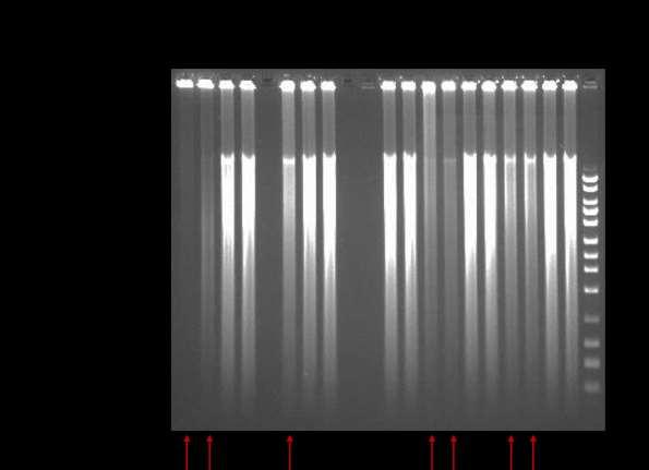 B: Demonstration of Background Amplification with 16 Hour Incubations Figure 2. Whole genome amplification with NxGen phi29 DNA Polymerase using 16 hour reaction incubations.