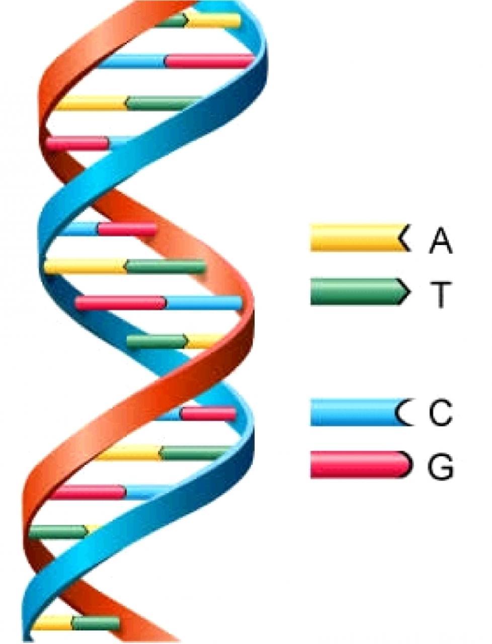 Make bacteria produce mrna and protein Purify the protein DNA cloning, amplification and expression of selected DNA sequences (e.g DNA encoding human Insulin) Package, Store, Q/C, transport.