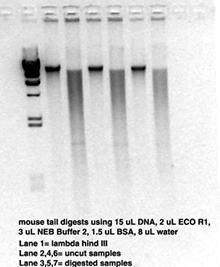 restriction enzymes Salvadore Luria! Restriction Enzymes: site-specific cutting tools for DNA!
