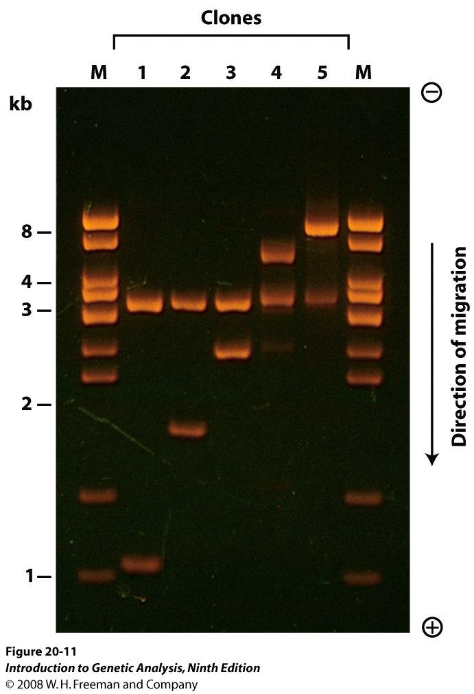 Cloning site: a collection of unique restriction enzyme sites Bacteria have restriction enzymes that cut DNA at specific sequences Bacteria and phage also have DNA ligases that stick together/ repair