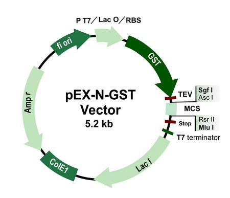 From a plasmid library each plasmid housing a 10kb fragment 100,000 colonies corresponds to one genome equivalent