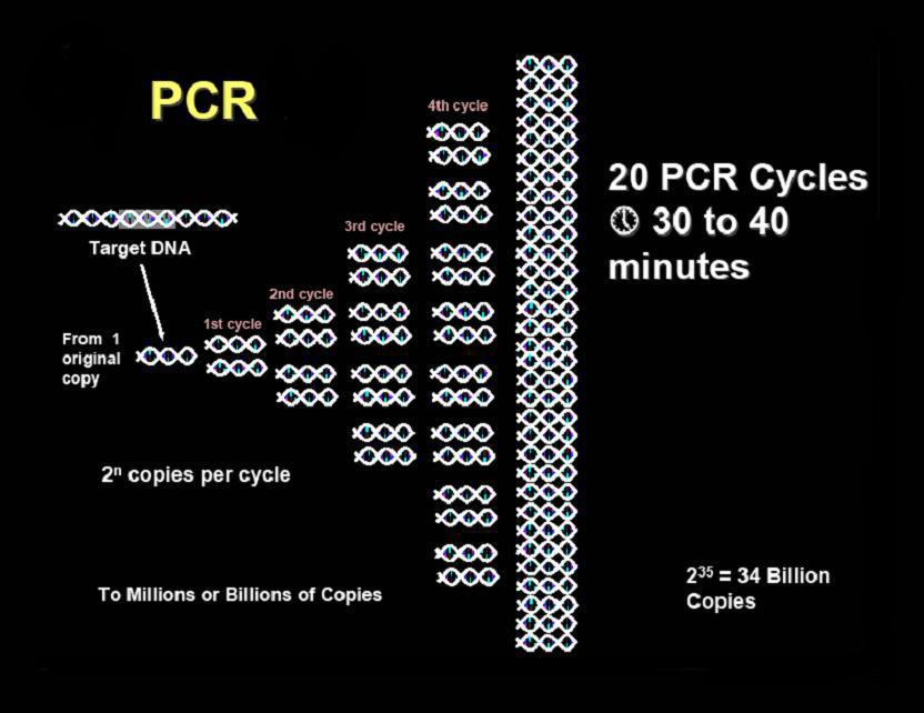 PCR -