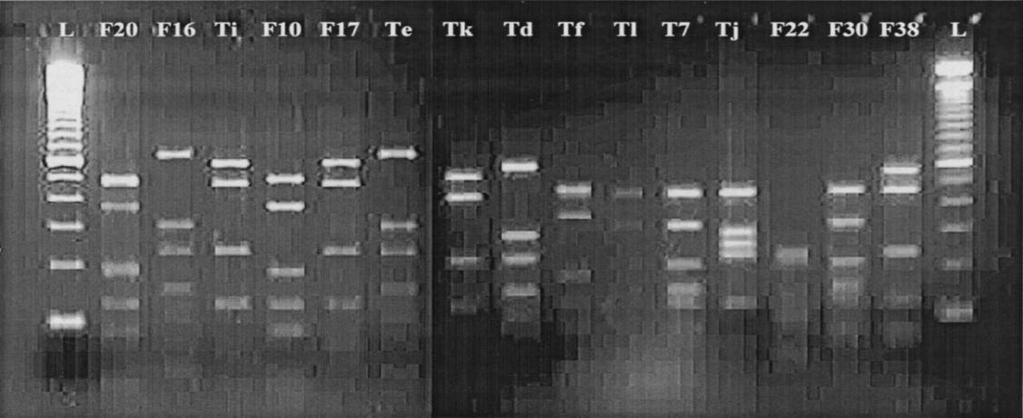 PCR DNA-template: contains the DNA region (target) to be amplified 2 primers: complementary to the DNA