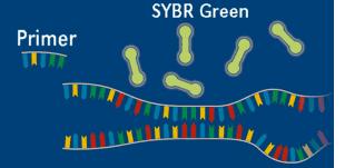 SYBRGreen bind to the PCR product,