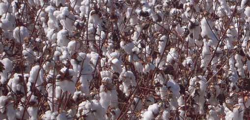 ACKNOWLEDGEMENTS First and foremost we would like to thank the organic cotton farmers for inviting us into their world; generously sharing information, and helping us understand the challenges and