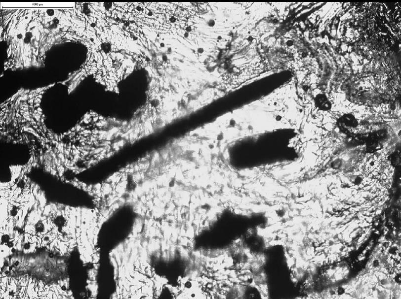 Figure 21 Large charcoal particles obtained using series of sieves with size ranges of 335-425µm. Needle like particle with a length of up to 3mm can be seen.