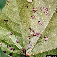 Fig 1: leaf disease in cotton plant Some authors are describing to find leaf diseases using various methods and to recommend the various implementations as illustrated and describe here.