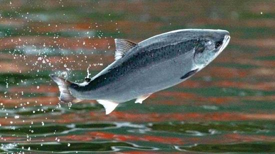 Results achieved so far Coho: Season 2014 - Outstanding results Multiexport Foods production: 6.5 th tons WFE, 4.