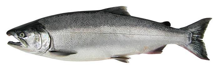 Results achieved so far Coho Salmon Performance 3.40 3.20 3.00 2.80 2.60 2.40 2.20 2.00 Coho Salmon Yield (kg wfe / smolt) Multiexport vs. Chilean Industry 2.59 2.8 2.86 3.26 8.90% 8.