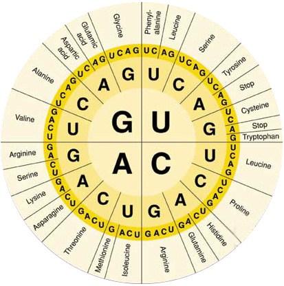 These codons indicate where transcription ends Courtesy