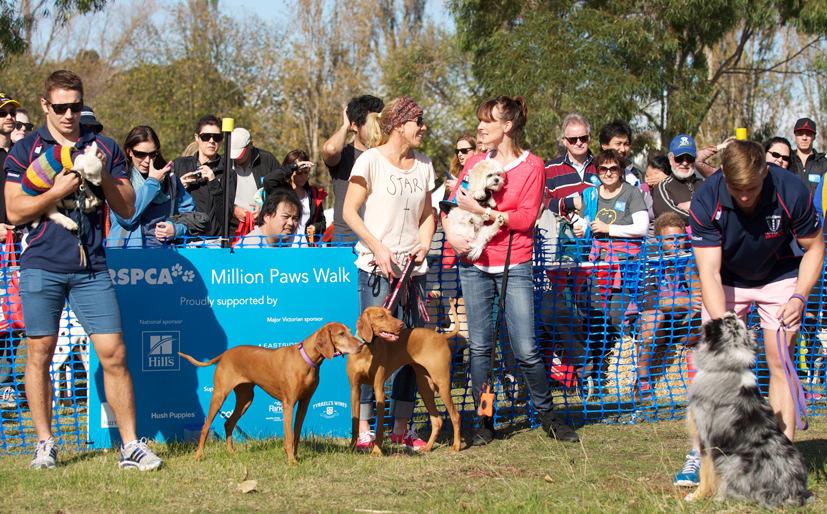 Let s walk! The RSPCA Million Paws Walk is one of the nation s most widely known and much-loved events.