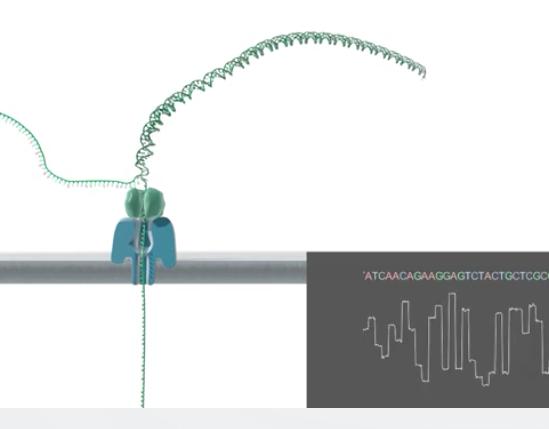 Oxford Nanopore Single strand sequencing Single molecule of DNA polymerase is