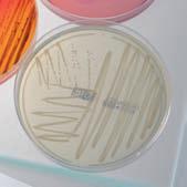 Microbiological Analyses & Services Our competencies encompass a wide range of microbiological