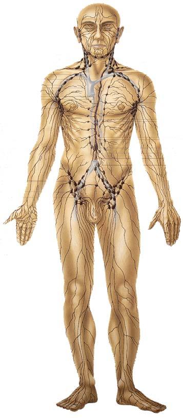 The Human Blood and Lymphatic