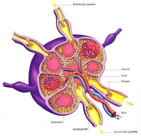 lymph nodes as biological