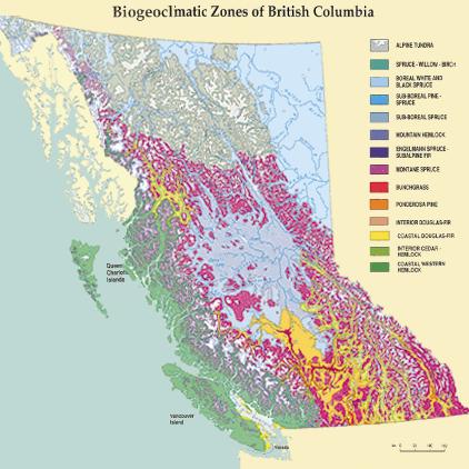T he Interior Cedar Hemlock Zone is just one of the fourteen biogeoclimatic or ecological zones within British Columbia.