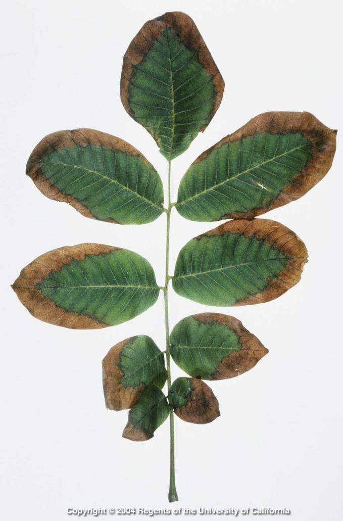 Walnut Leaf Tissue: Toxicity