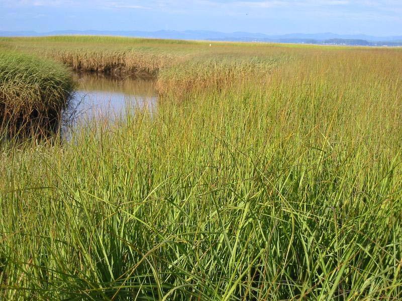 Functions and Values of the Living Shoreline Keeps Pace with Sea Level Rise Productivity Salt marsh generates 10 tons of organic matter per acre 2 times the yield of a corn field 6 times the yield of