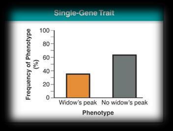 Variation in this gene leads to only 2 or 3 distinct phenotypes Examples: widow s peak